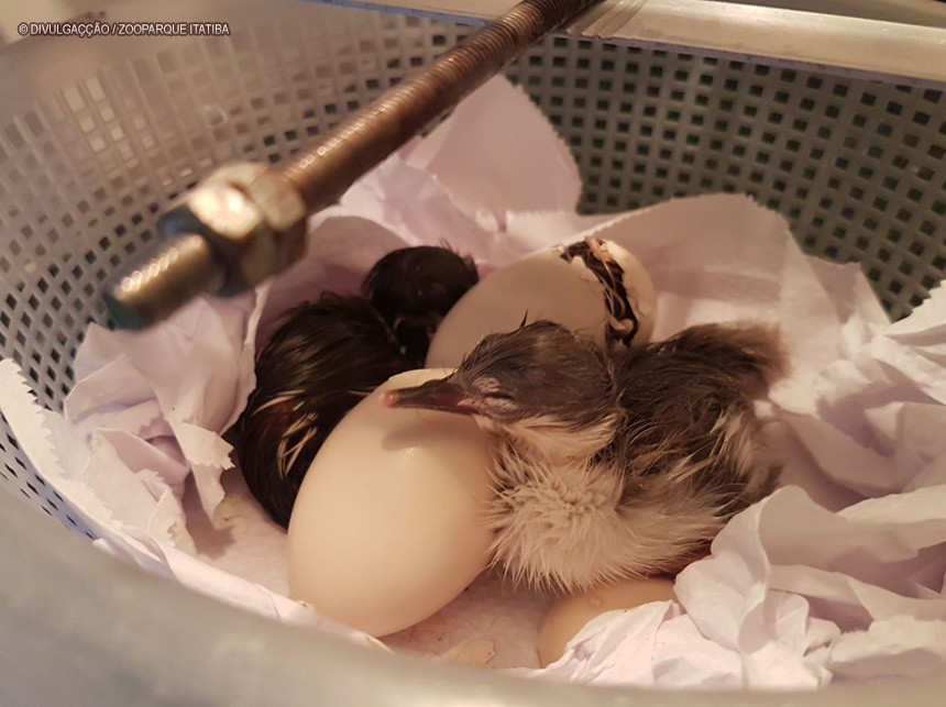 Minas Gerais registra primeiro caso de gripe aviária em pato