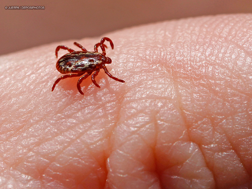 Brasil tem 49 registros de febre maculosa em 2023, com seis mortes