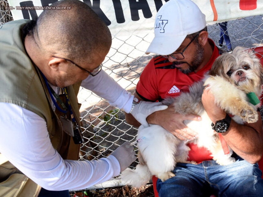 Cães e gatos poderão ser vacinados em 88 locais neste sábado (24)