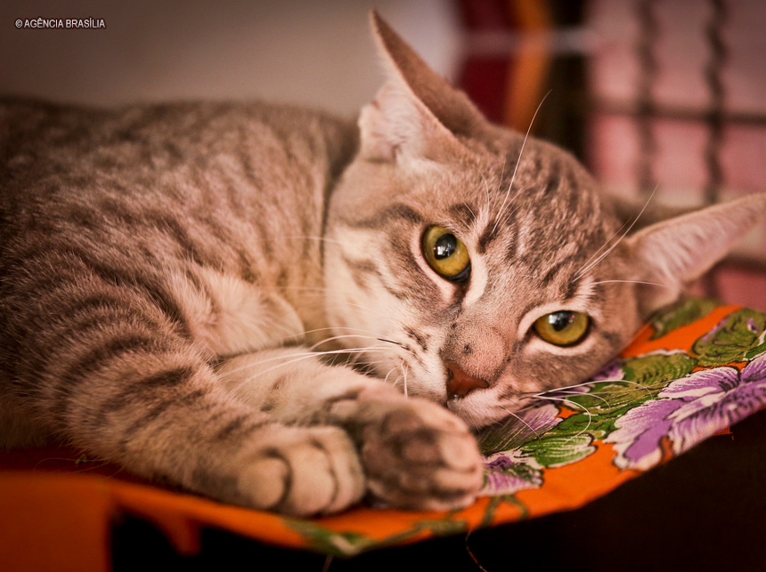 DF terá vacinação para humanos e pets neste sábado (8)