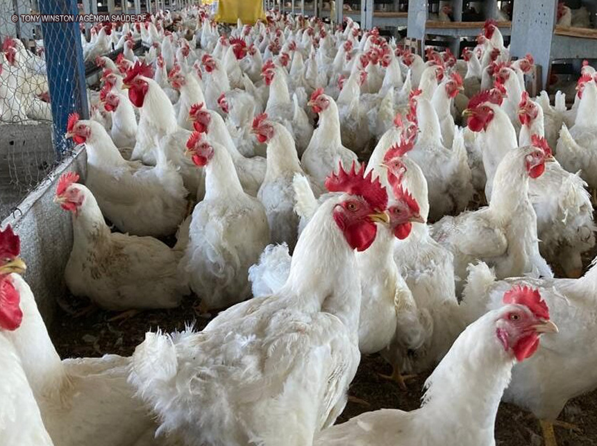 Governo declara situação de emergência zoossanitária no DF