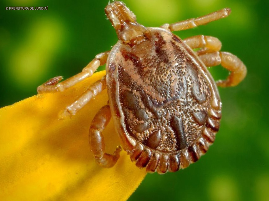 Distrito Federal investiga 42 casos suspeitos para febre maculosa