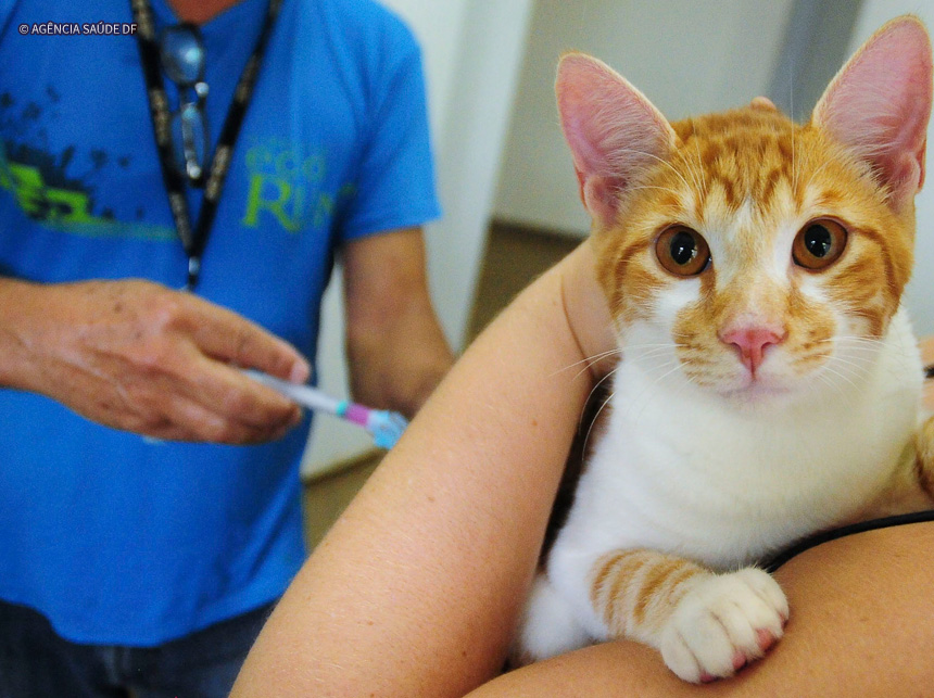 Mais de 130 mil animais já foram vacinados contra a raiva no DF
