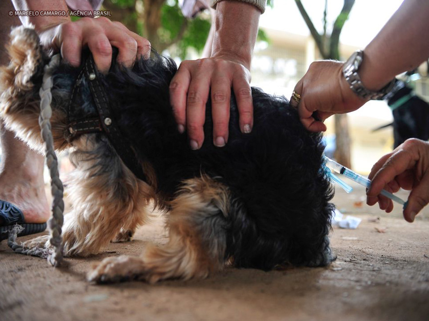 Dia Mundial Contra a Raiva traz alerta sobre importância da vacinação