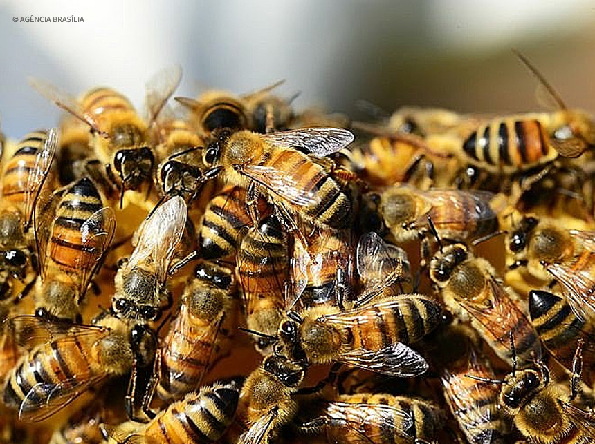 Especialistas alertam para ataques de abelhas e orientam sobre socorro