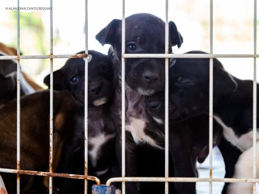 Feira Pet promove a adoção de 26 animais de estimação
