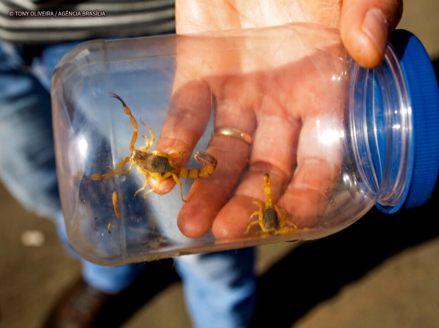 Acidentes com animais peçonhentos no DF cresceram 34% no 1º semestre