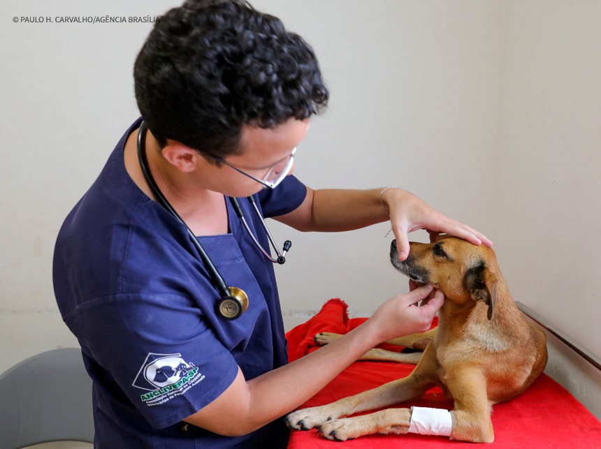 GDF divulga lista de beneficiados no programa de castração gratuita de pets