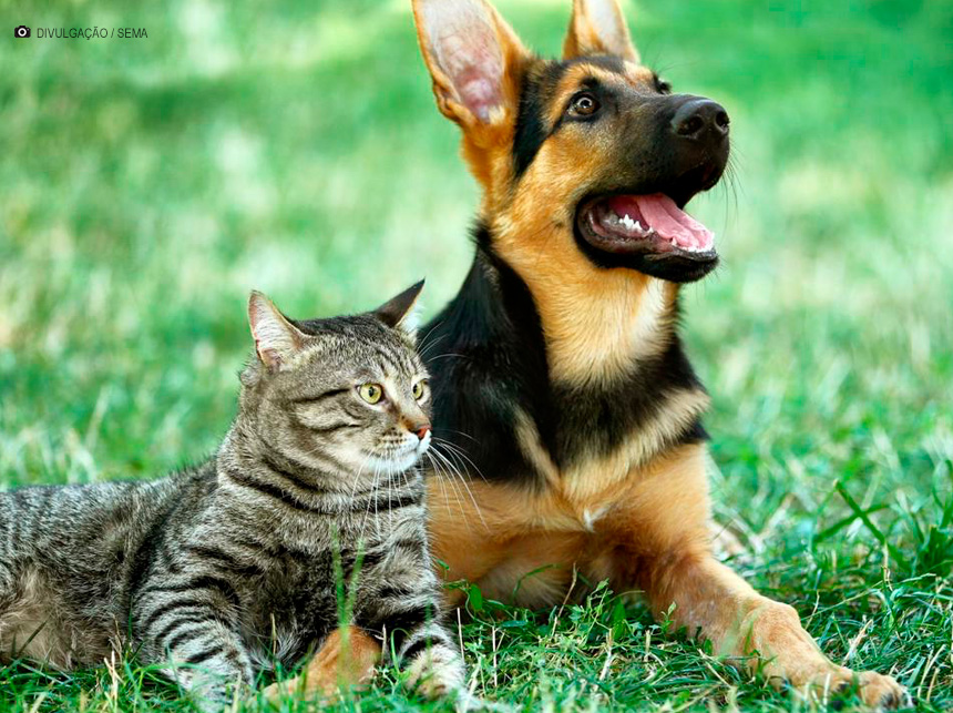 Unidade móvel de castração percorrerá regiões administrativas do DF