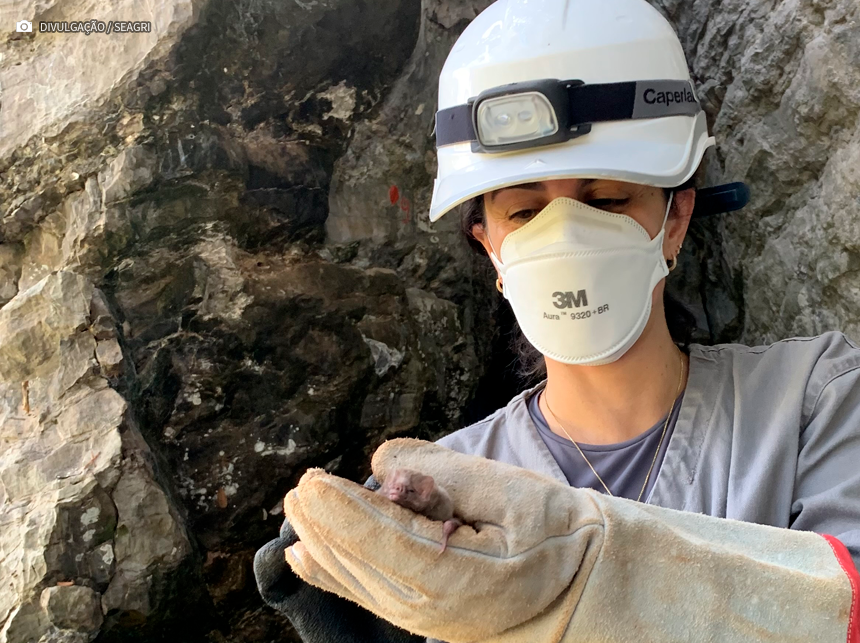 Grupo de trabalho monitora morcegos-vampiros em grutas