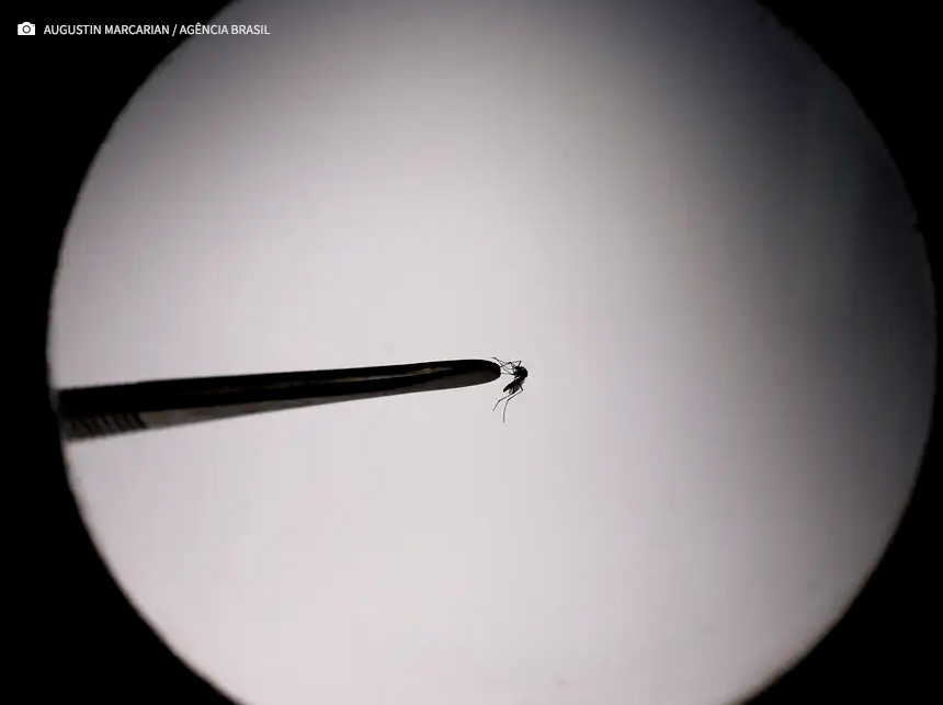 Mortes por dengue somam 105 na cidade de SP e 465 em todo o estado