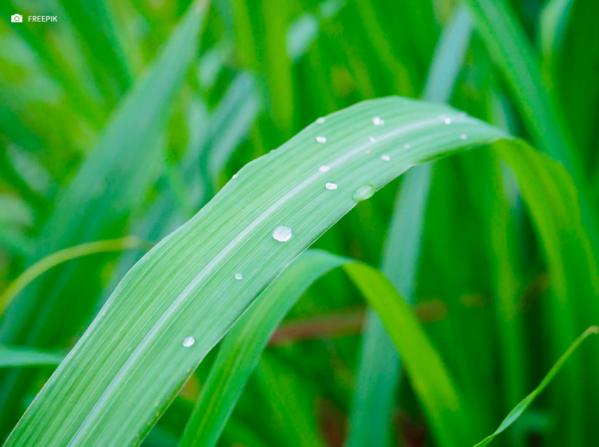 O poder da citronela: Oficina ensina a produzir repelente contra o mosquito da dengue