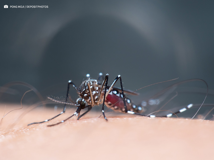 Brasil tem quase 4 milhões de casos prováveis de dengue