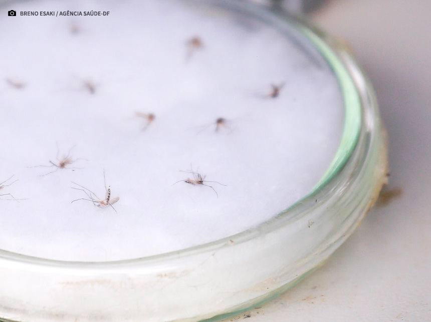 Saiba tudo sobre o mosquito Aedes aegypti