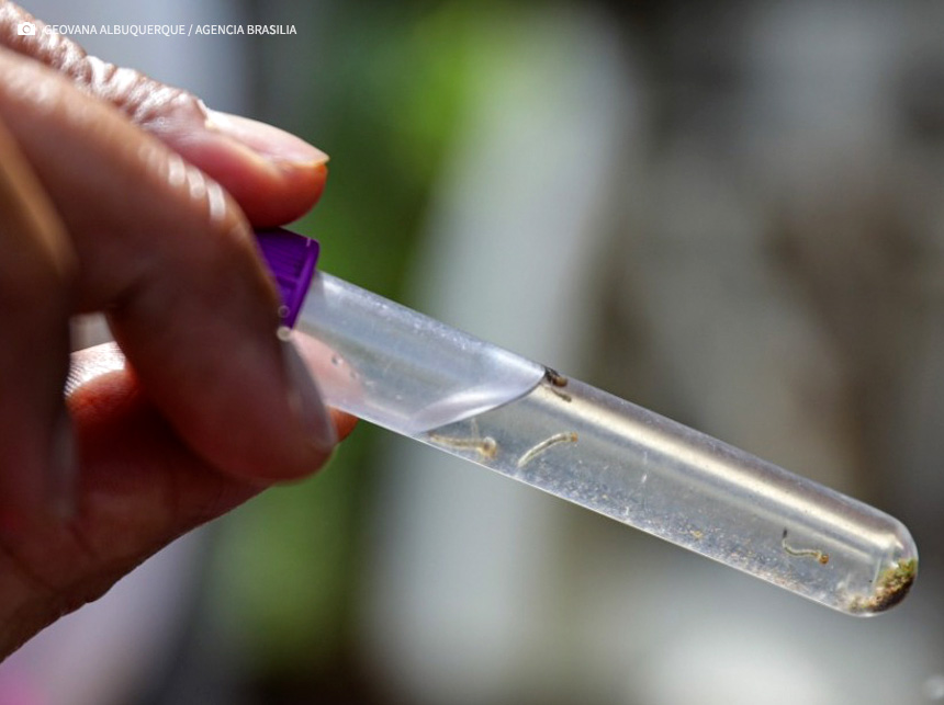 Dengue: Conheça as variações do vírus transmitido pelo Aedes aegypti