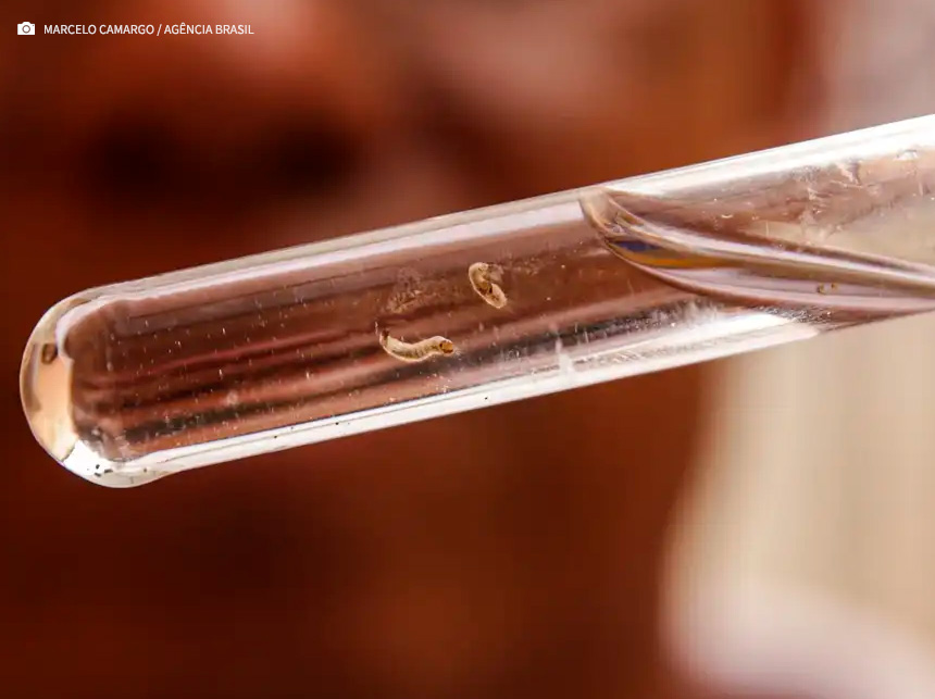 Brasil tem mais de um milhão de casos de dengue este ano
