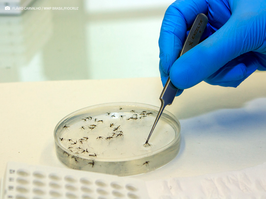 Método Wolbachia reduz casos de dengue em Niterói