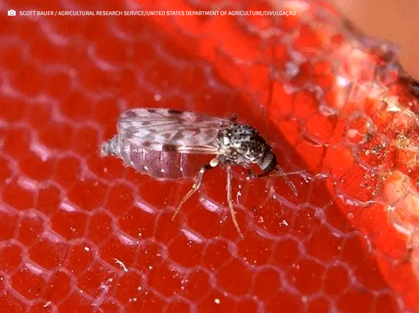 Governo de São Paulo confirma 2 casos de febre do Oropouche no estado