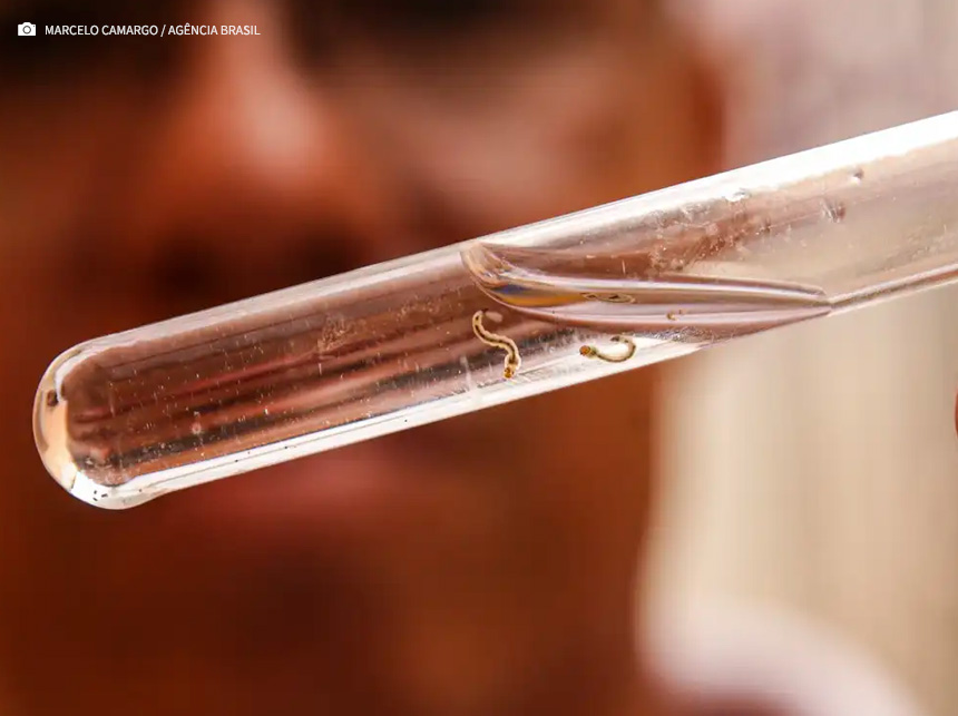 Dengue: quase todos os estados brasileiros têm tendência de queda