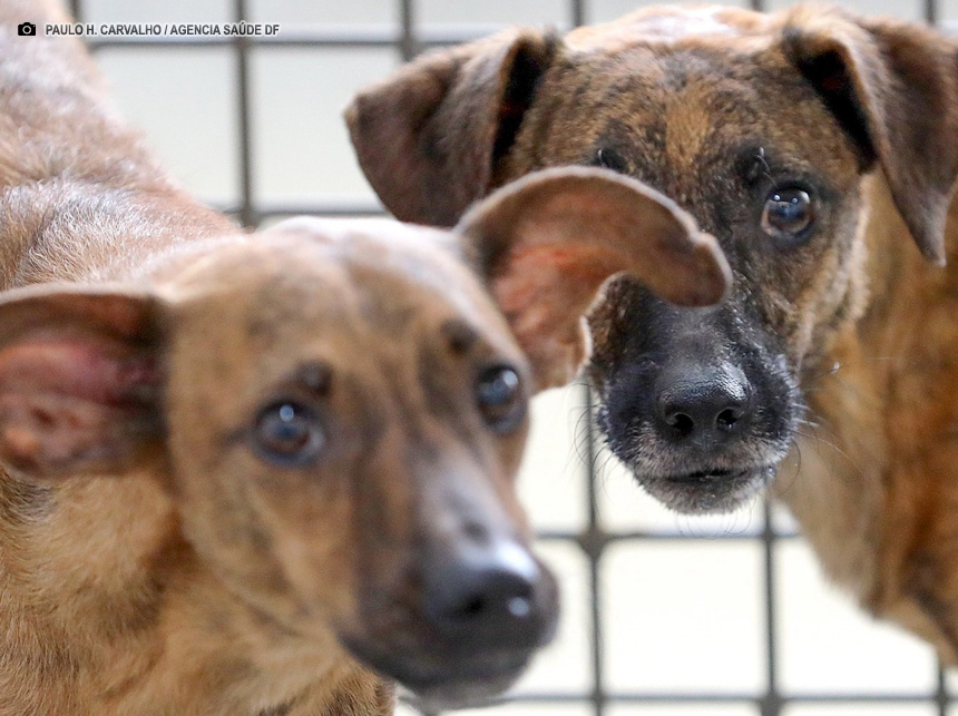 Campanha mensal de castração gratuita do GDF beneficiará 2 mil pets
