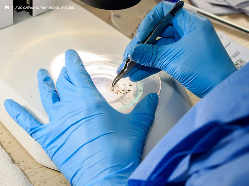 Dengue: Minas Gerais decreta fim da emergência em saúde pública