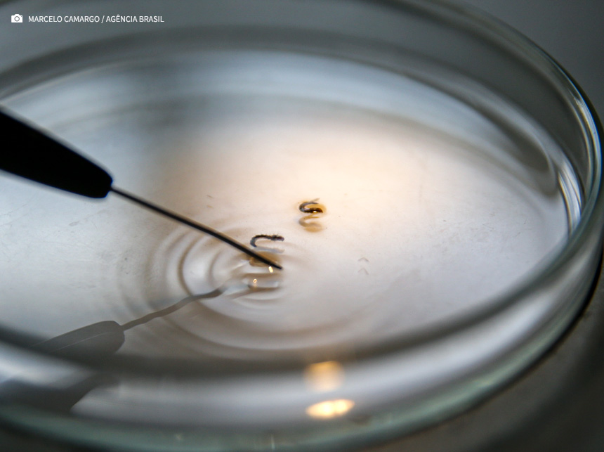 Brasil supera 1 mil mortes por dengue em 2024