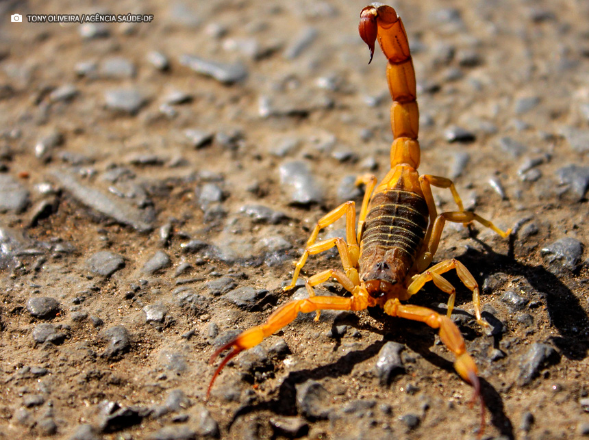 Saiba o que fazer em caso de acidente com escorpiões e como evitá-los