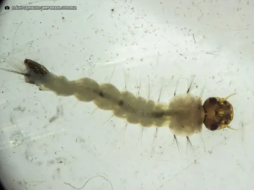 Método Wolbachia contra o Aedes aegyptis mira cidades da bacia do Paraopeba