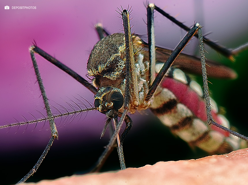 Chikungunya: Alerta de nova epidemia no Brasil exige ação urgente