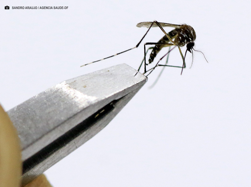 Grupo de trabalho vai aperfeiçoar o plano de enfrentamento à dengue no DF