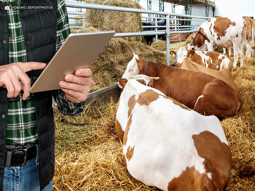 BRB anuncia investimento em startup de comércio de gado