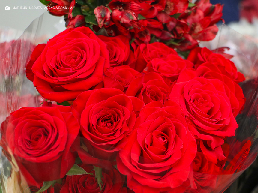 Dia dos Namorados: veja as flores ideais para cada relacionamento