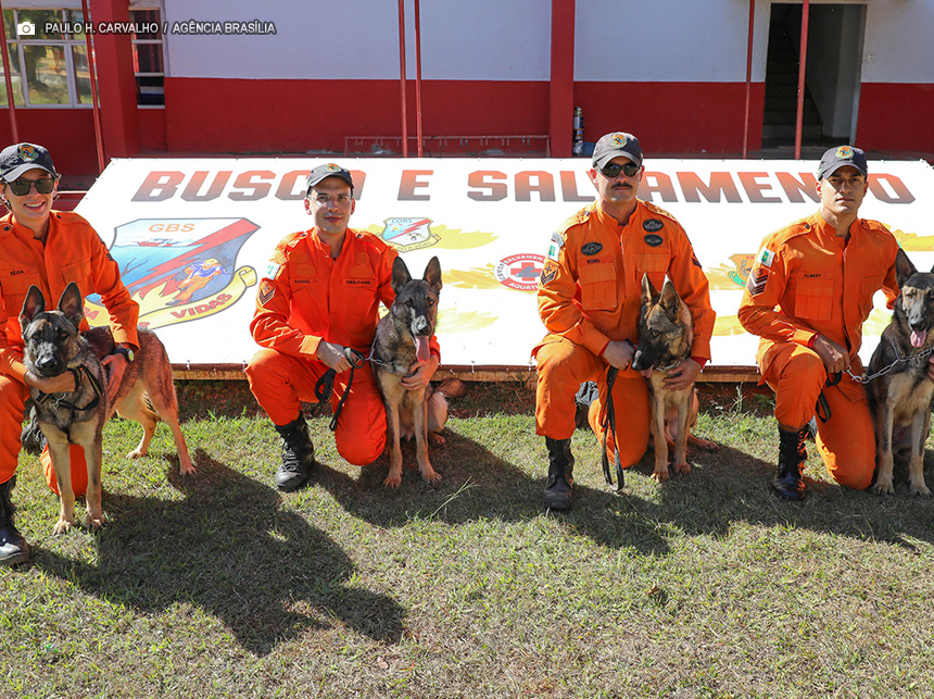 Filhotes de pastor alemão vão reforçar busca e salvamento de desaparecidos no DF