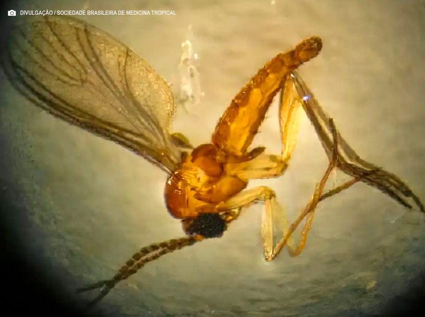 São Paulo registra três novos casos de Febre do Oropouche