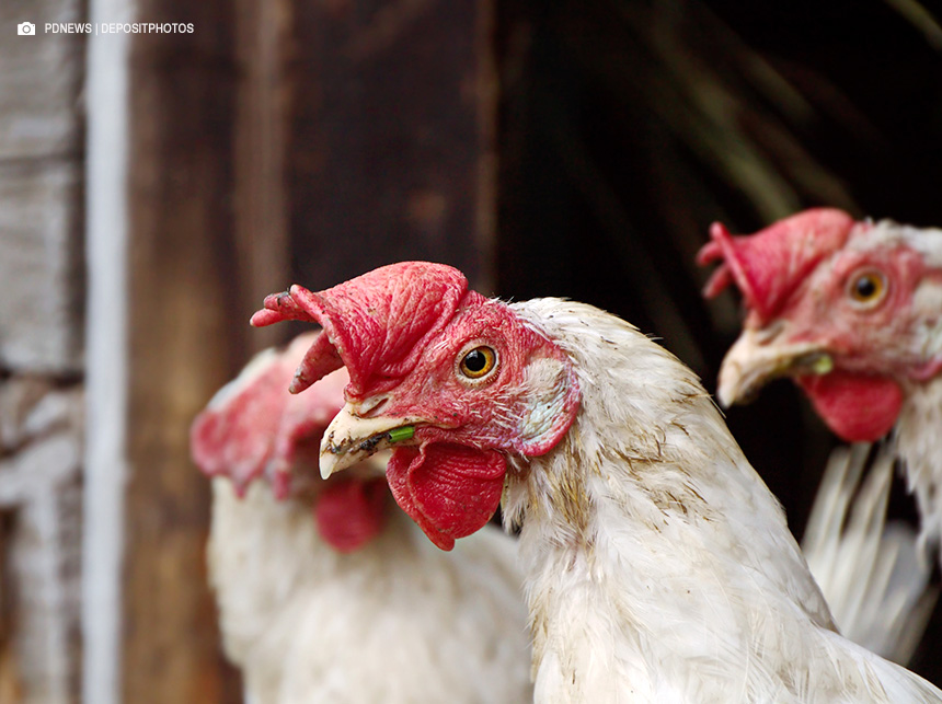 Gripe aviária: risco global para a saúde humana é baixo, diz OMS