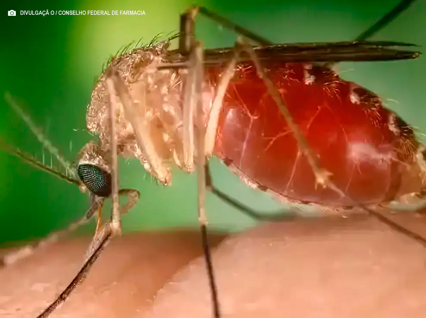 Apenas cinco estados ainda não notificaram casos de Oropouche