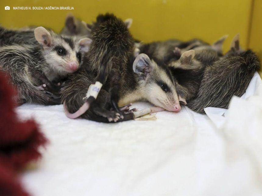 Animais resgatados dos incêndios florestais recebem tratamento do GDF