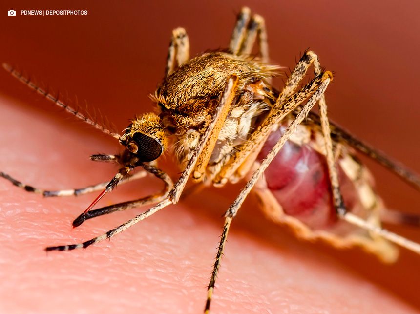 Rede pública de saúde oferece tratamento para leishmaniose