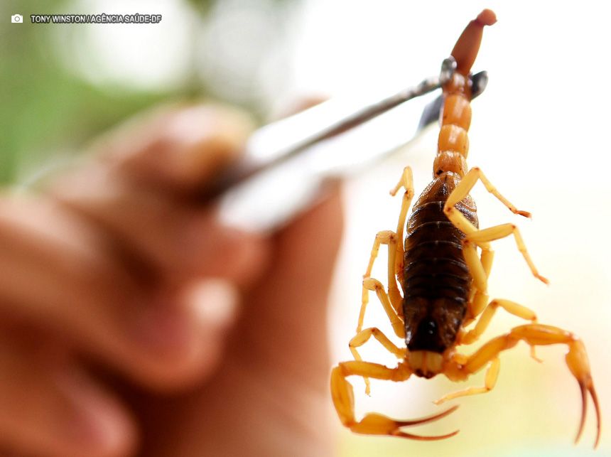 Chuvas aumentam o risco de picadas de escorpião