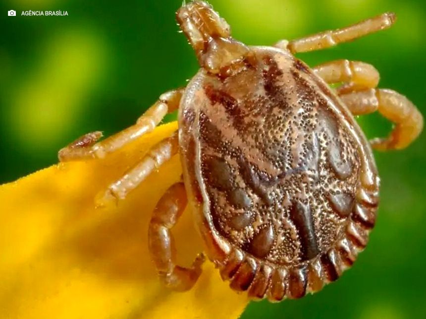 Febre maculosa: tudo que você precisa saber sobre a doença no DF