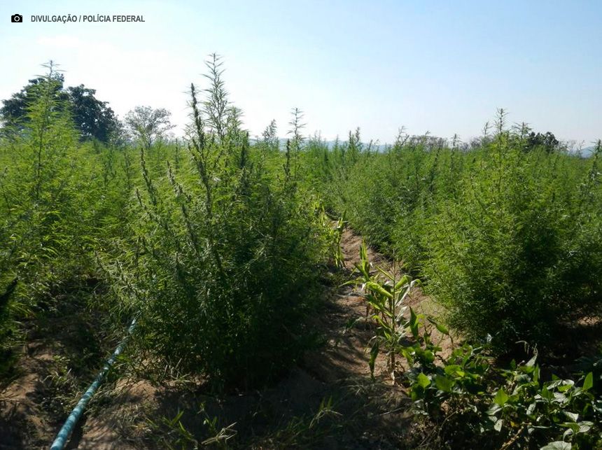 ExpoCannabis mostra potencial de empregabilidade no mercado da planta