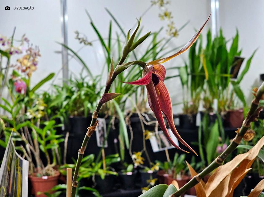 9ª edição da FestFlor Brasil será realizada de 5 a 8 de dezembro em Brasília