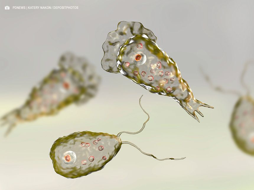 Comedora de cérebro: Testes confirmam que ameba rara causou morte de criança no Ceará