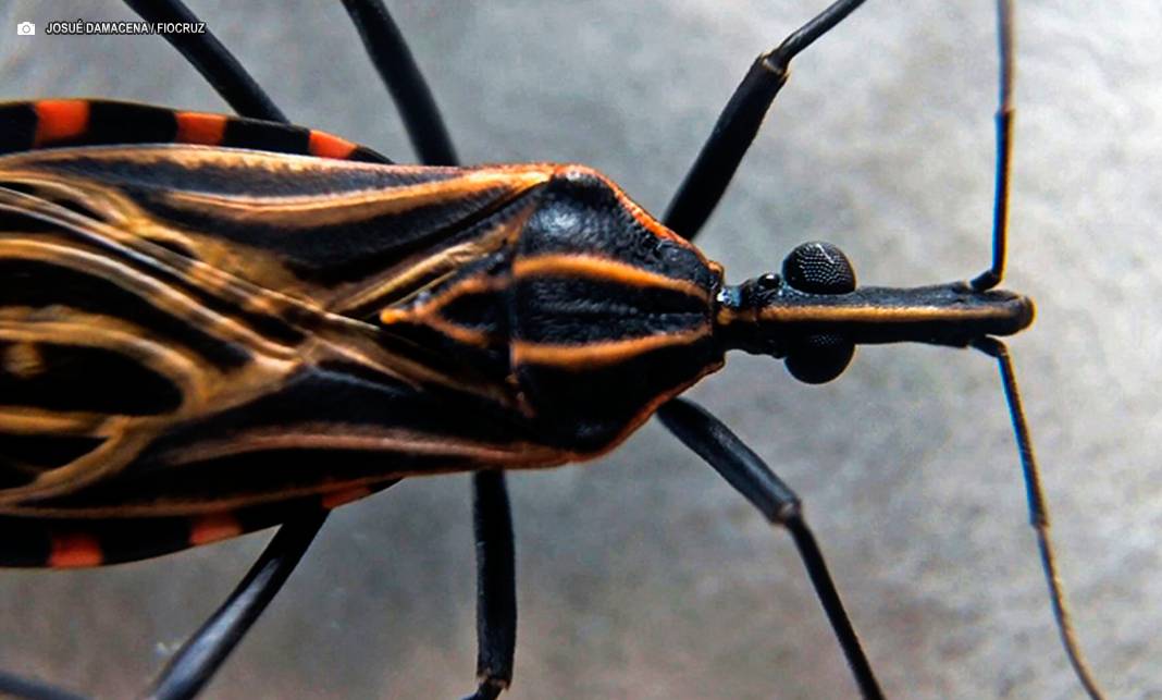 Associação denuncia presença de “barbeiros” infectados no Butantã