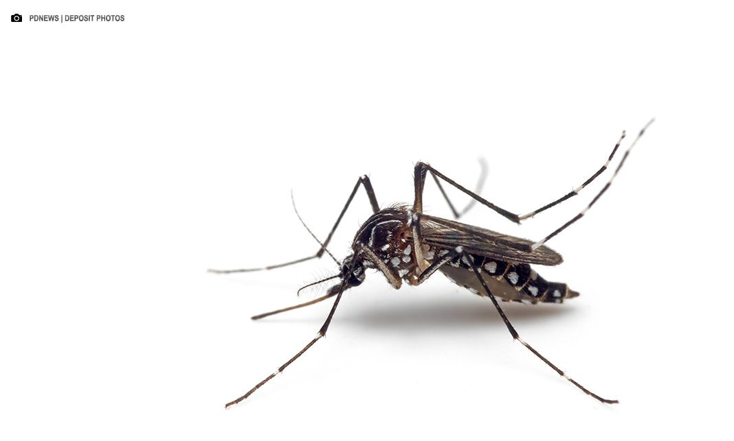 Vacinação em massa contra dengue não ocorrerá em 2025