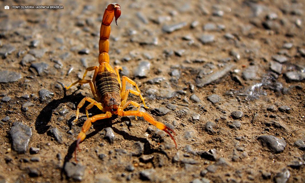 Ações simples garantem proteção em casa contra pragas urbanas e animais peçonhentos