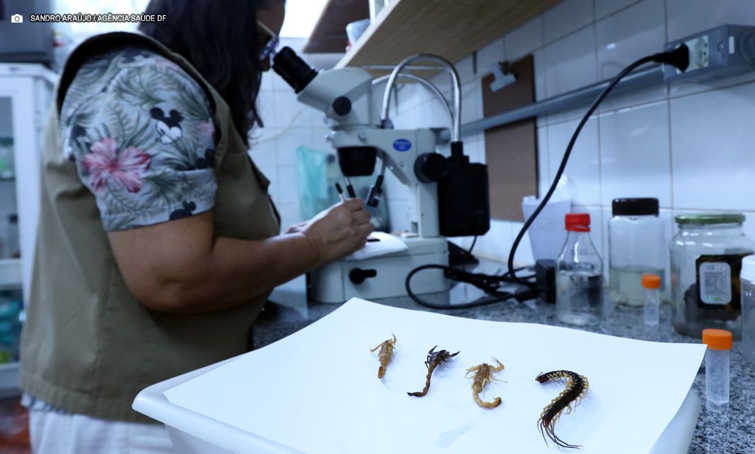 Acidentes com animais peçonhentos crescem quase 12% em 2024; casos com escorpiões se destacam