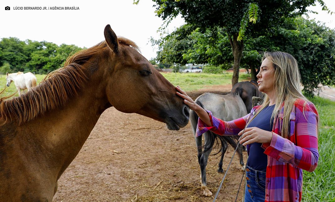 Aumento de apreensões de animais de grande porte reforça cuidado do GDF com equinos e bovinos vítimas de maus-tratos