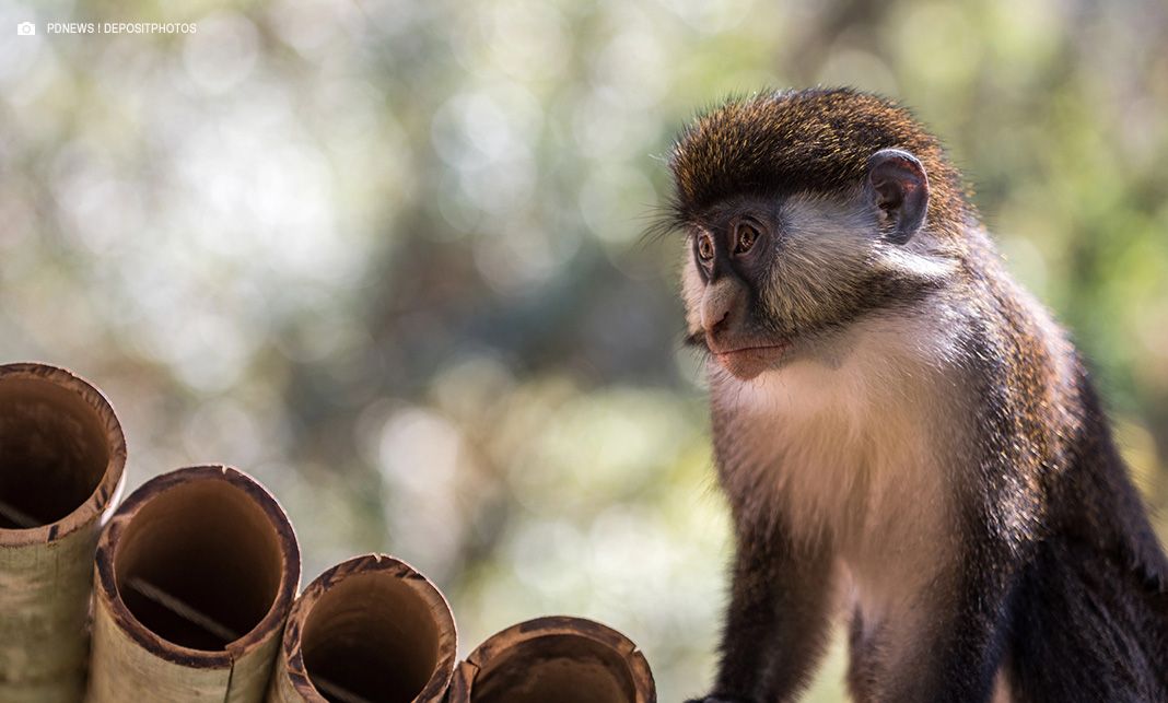 Pernambuco identifica paciente com raiva humana