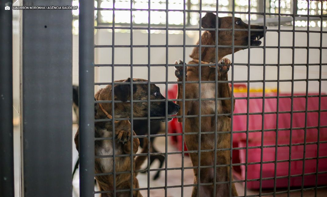 Zoonoses é referência para receber animais com doenças transmissíveis aos humanos